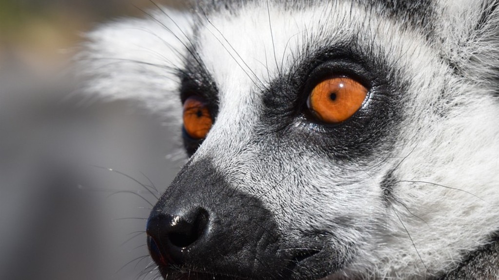 Які найнебезпечніші тварини на Мадагаскарі
